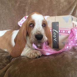 Basset Hound Puppies from Houndful Hearts