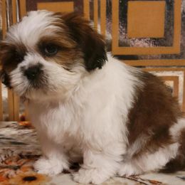 Felix - Red and white male Shih Tzu puppy in Parma, Ohio from D's DeVine Shih-Tzu