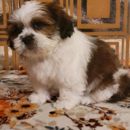 Felix - Red and white male Shih Tzu puppy in Parma, Ohio from D's DeVine Shih-Tzu