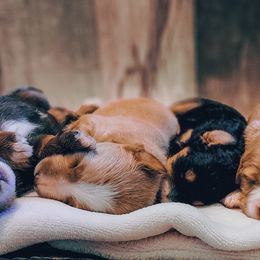 Assorted Doodle Crosses Puppies from Do Wah Diddy Doodles