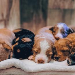 Assorted Doodle Crosses Puppies from Do Wah Diddy Doodles