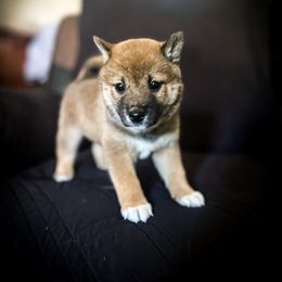 Titus - Sesame male Shiba Inu puppy in Ewing Township, New Jersey from NJ Shiba Baby