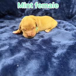Mint - Golden female Golden Retriever puppy in Salt Lake City, Utah from Soaring golden retrievers