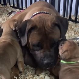 Zadanya - Boerboel