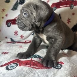 Blue collar - Gray brindle male Cane Corso puppy in Fairfield, California from Royal Class Kennels