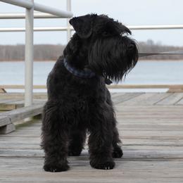Donnie - Miniature Schnauzer