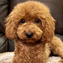 Birdie - Poodle