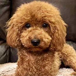 Birdie - Poodle