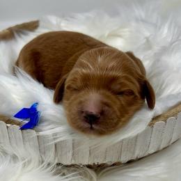 Blue Female - Apricot female Goldendoodle puppy in Great Falls, Montana from Montana Goldendoodles