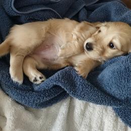 Bella - Cream female Dachshund puppy in Hotchkiss, Colorado from Leroux Creek Cream Dachshunds
