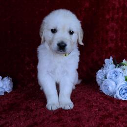 Male 6th-Parents Have Excellent Health Test's - Light golden male Golden Retriever puppy in Pasadena, Maryland from Promise Land