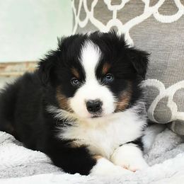 French Bulldog, Miniature Australian Shepherd, and Toy Australian Shepherd Puppies from Magnolia Hills Farm
