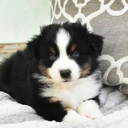 French Bulldog, Miniature Australian Shepherd, and Toy Australian Shepherd Puppies from Magnolia Hills Farm