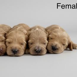Female 2 - Caramel female Australian Labradoodle puppy in Londonderry, New Hampshire from Granite State Labradoodles