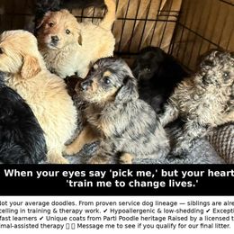 Goldendoodle puppies from Rising Star Doodles