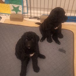 Bernedoodle Puppies from Jersey Girl's Doodles