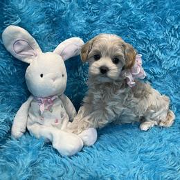 Angel - Apricot female Maltipoo puppy in Taft, Tennessee from Knight Pups
