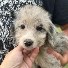Texas - Blue merle male Aussiedoodle puppy in Four Oaks, North Carolina from RoseWest Farms