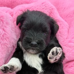 Lancelot - Black male Miniature Schnauzer puppy in Russell, Kentucky from Marjorie's Simply Schnauzer