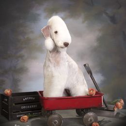Willow - Bedlington Terrier