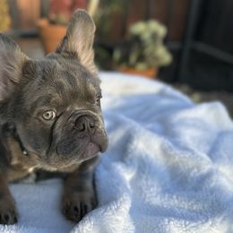 Blizzard (Blue Male) - Tricolors French Bulldog puppy in Burbank, California from Floofie Frenchies