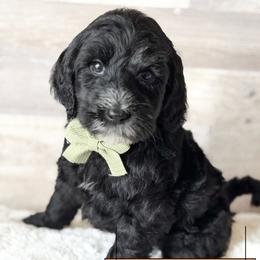 Jay - Black male Goldendoodle puppy in Redmond, Oregon from Bourbon and Lace Doodles