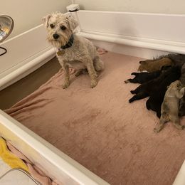 Schnoodle Puppies from Noodle Tings Puppies