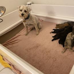 Schnoodle Puppies from Noodle Tings Puppies