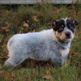 Kat - Blue female Australian Cattle Dog puppy in Runnels County, Texas from MC Heelers & Aussies