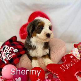Shermy - Blue merle male Bernedoodle puppy in Wellsville, Kansas from Fancy Farm Manor Doodles