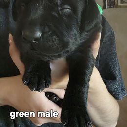 Male 1 - Black male Labrador Retriever puppy in Lenore, Idaho from Sunny Skies Retrievers