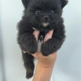Boy 2 - Black male Pomeranian puppy in Jackson, Tennessee from Little House Pomeranians
