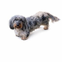 Roxie - Dachshund