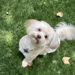 Havanese from Woodlands Chocolate Havanese