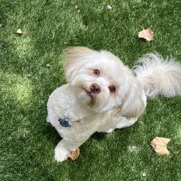 Havanese from Woodlands Chocolate Havanese