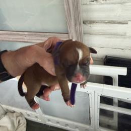 Yellow - Red female Staffordshire Bull Terrier puppy in Port Saint Lucie, Florida from Southern Staffies