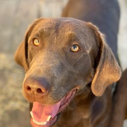 Labrador Retriever All Grown Up from Rio Vista Retrievers