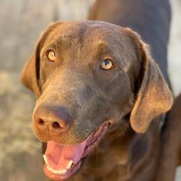 Labrador Retriever All Grown Up from Rio Vista Retrievers