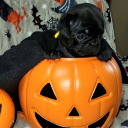 Yellow girl - Black female Pug puppy in Weirsdale, Florida from Splash of Color Pug's