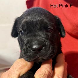 Hot Pink Collar N - Black female Cane Corso puppy in Paris, Texas from Knucklehead Cane Corso