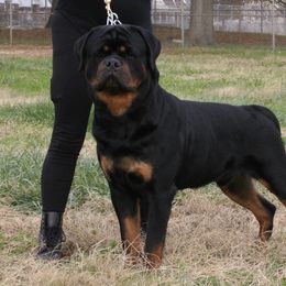 CASTRO - Rottweiler