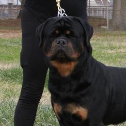 CASTRO - Rottweiler