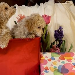 Maltipoos and Pembroke Welsh Corgis from Eclipseann
