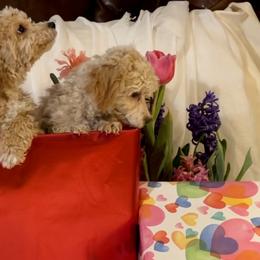 Maltipoos and Pembroke Welsh Corgis from Eclipseann