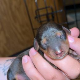 Ricky - Red male Dachshund puppy in Brazil, Indiana from King Duke Dachshunds