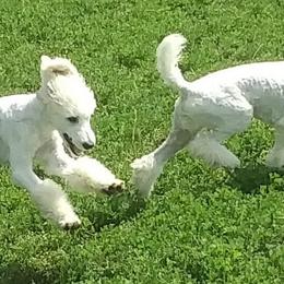 Poodle Puppies from Barbi's Standards