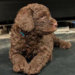 Fennel - Chocolate male Australian Labradoodle puppy in Sturbridge, Massachusetts from Pawlite Best Friends