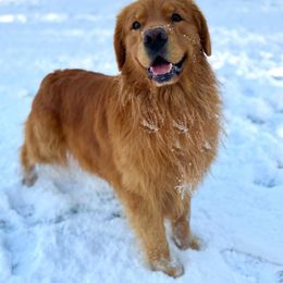 Golden Retriever Puppies from Sound Golden Retrievers