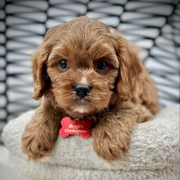 Pierre - Red male Cavapoo puppy in Palm Beach County, Florida from Benji’s Cockapoos
