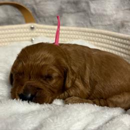 Birdo - Red  female Goldendoodle puppy in Dayton, Tennessee from MK Goldendoodles